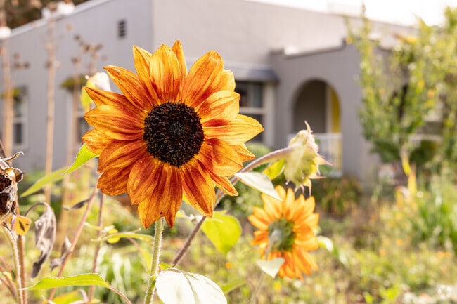 Sunflower basks in the early fall sun in Vancouver's Shumway neighborhood.