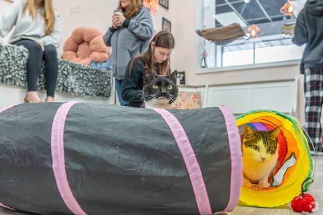 Have a coffee and play with the kitties at The Shabby Tabby Cafe in Sayville.