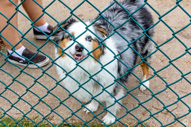 Dogs love playing at Central Texas Bark Park at Lions Park in Midway.