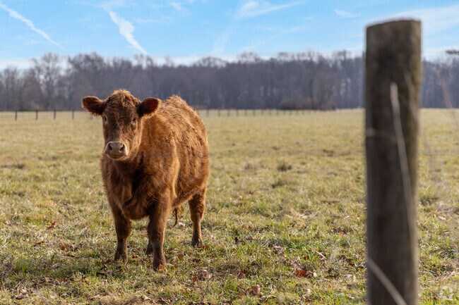 Pastures and grazing cows highlight Plumstead’s rural setting.