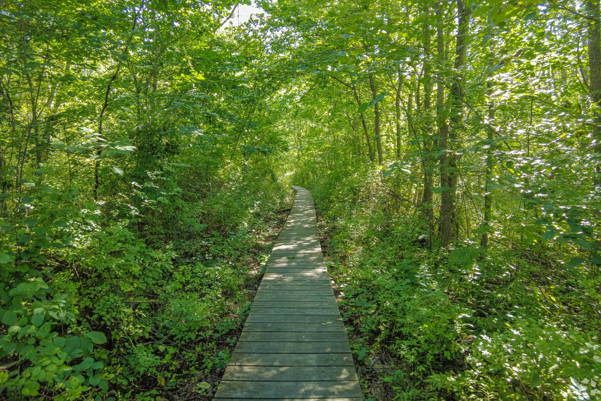 Hayden Woods wooden trail in Woodhaven, Lexington.
