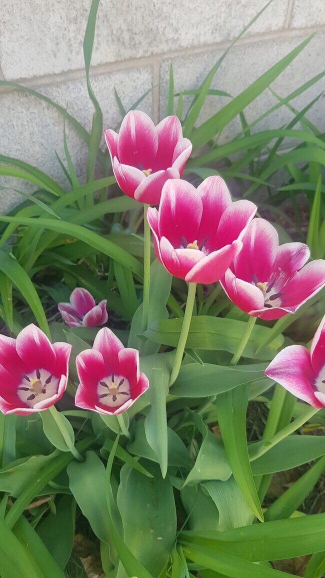 Beautiful Landscaping