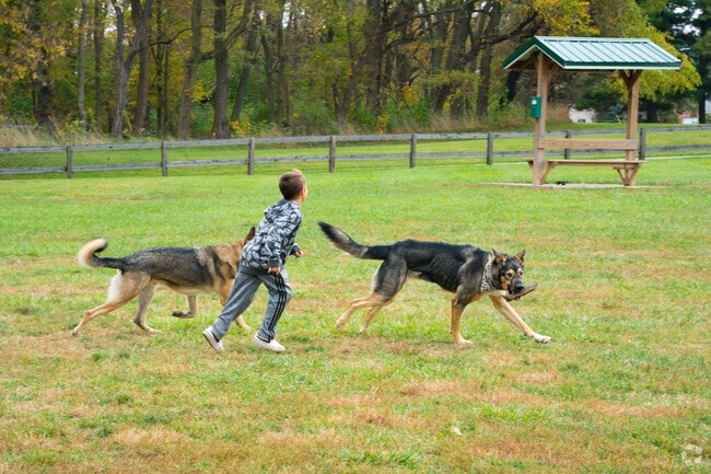 Residents and their dogs come together and play at The Scout Dog Park.