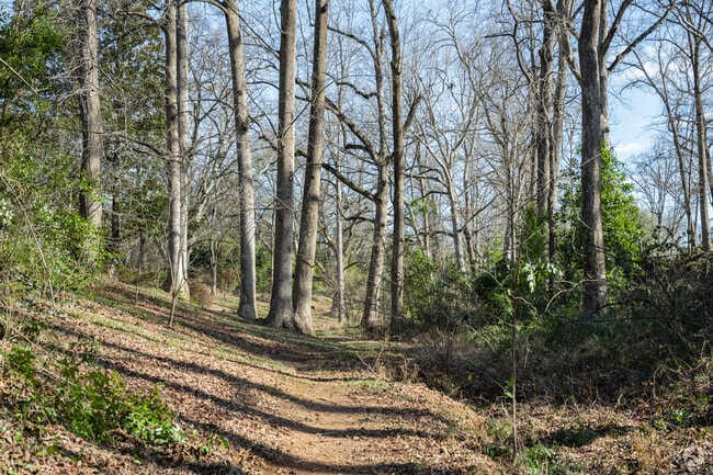 Tall trees can be found all around the Overbrook neighborhood.