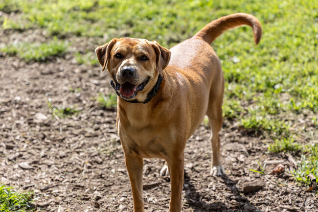 Furry friends unite at Blydenburgh Park dog park.