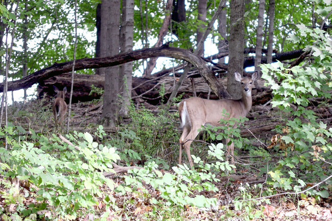There are numerous deer species found worldwide, including the I-69 Fall Creek neighborhood.