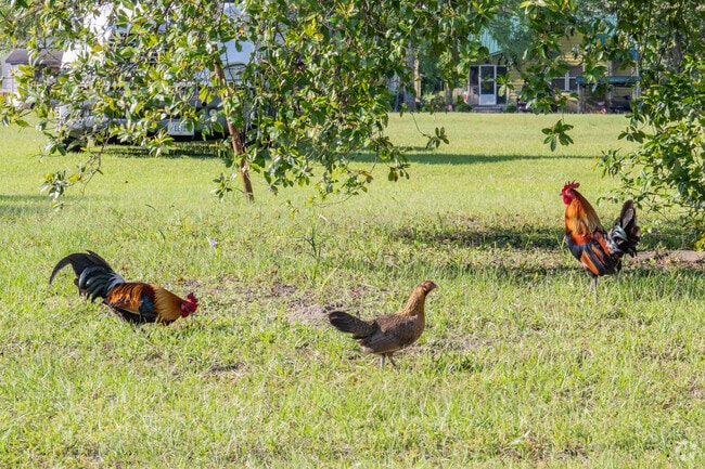 These exotic wild Burmese chickens roam freely through commercial and residential areas of Fitzgerald.