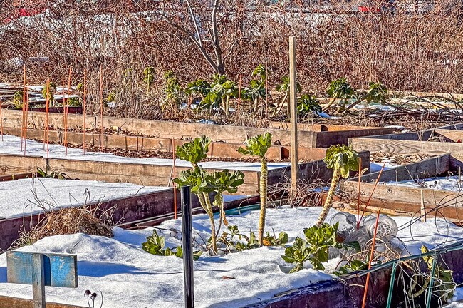 Phoenix Community Garden is a nice little green pace for the community
