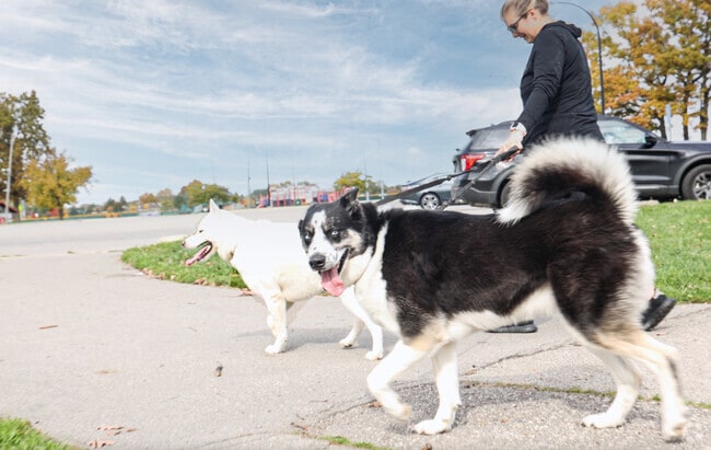 Civic Center Park is a safe space for Woodhaven dogs to run around and play on.