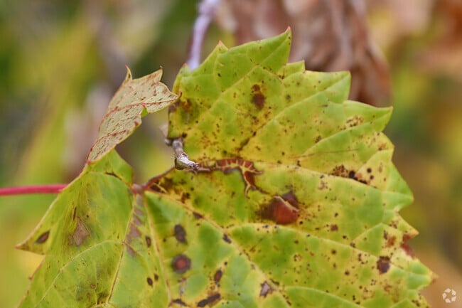 Fall brings changing colors to the leaves in Geddes.