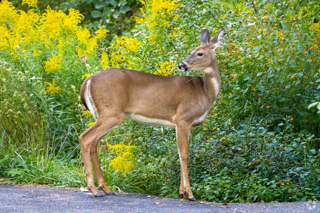 From deer to birds, Moreland Hills boast a vibrant wildlife population.