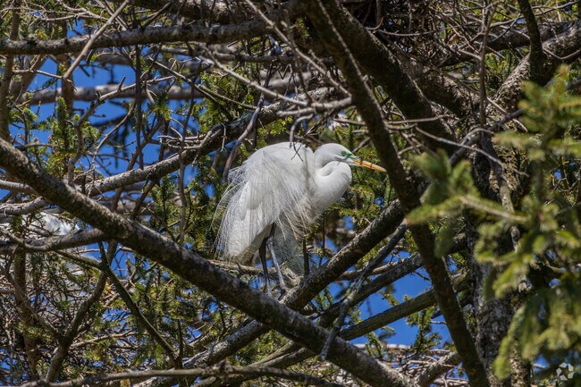 You can watch the Great Horned Waterfowls soar above the trees and build their nests at Kiwanis Park.