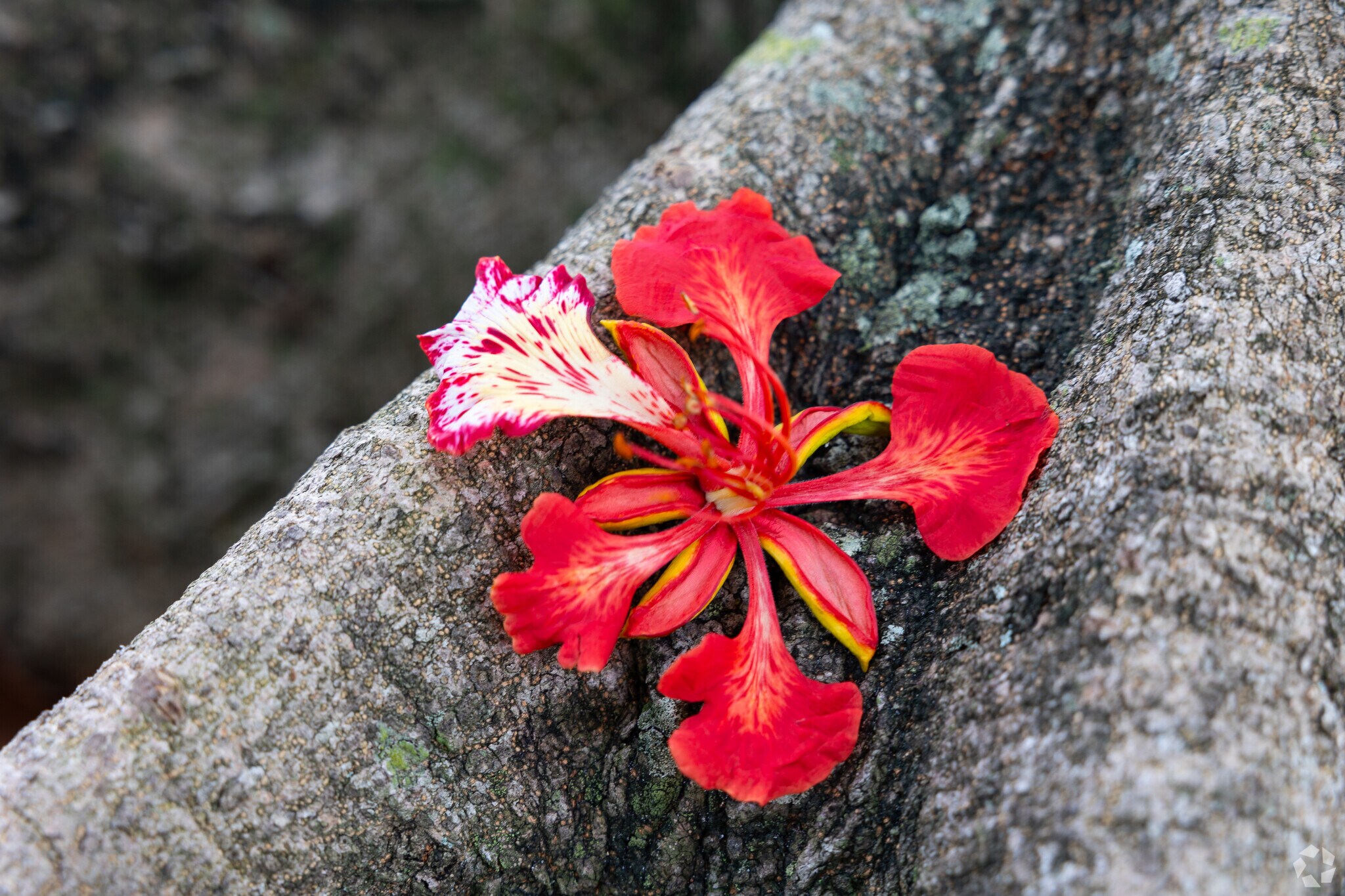 There are beautiful flowers around Outer Davie neighborhood.