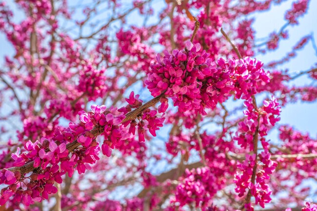 Trees and flowers bloom all over the beautiful neighborhood of Bellehaven
each Spring.