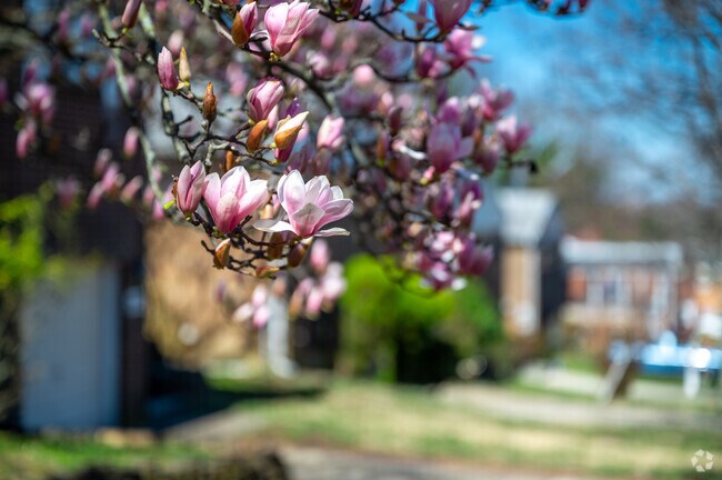 Flowering trees liven up the Dupont Park neighborhood in early spring.