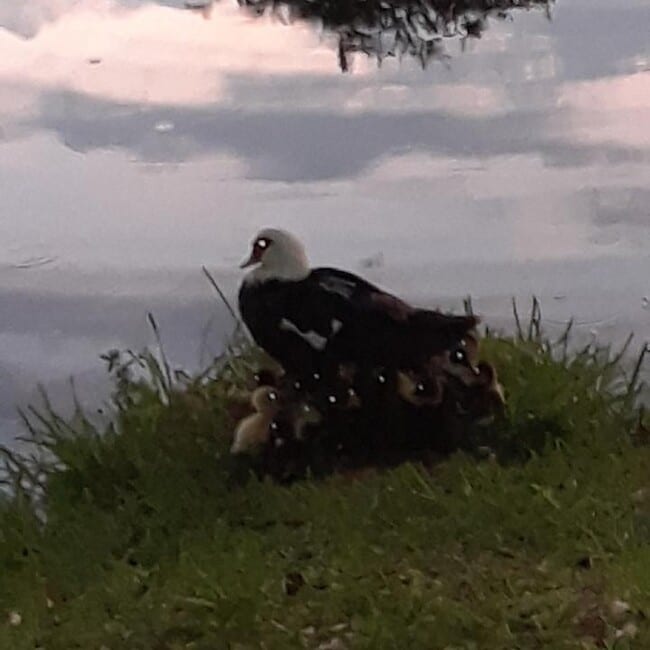 Raquel G Chin-Quee Murrow