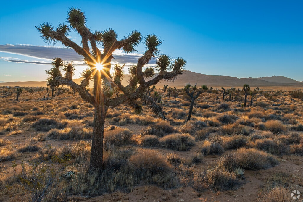 Joshua Trees grow in abundance in and around North Edwards.