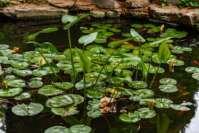 Cute lily pads float on a pond in Stevens, Lancaster.