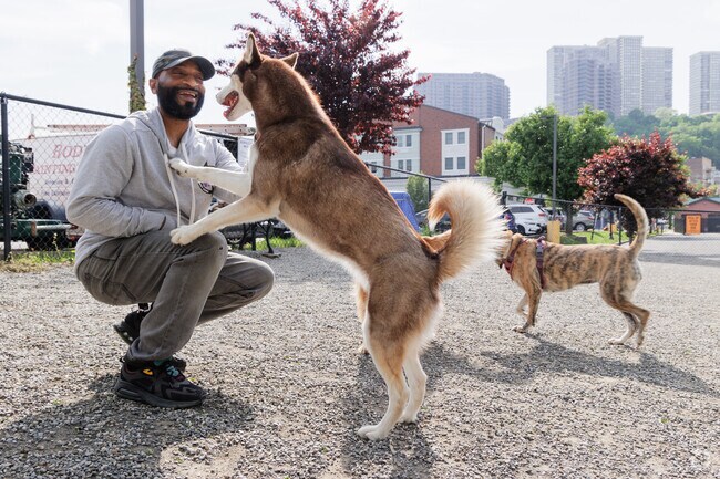 Dogs run free at the Edgewater Dog Park near Whole Foods in Edgewater, NJ.