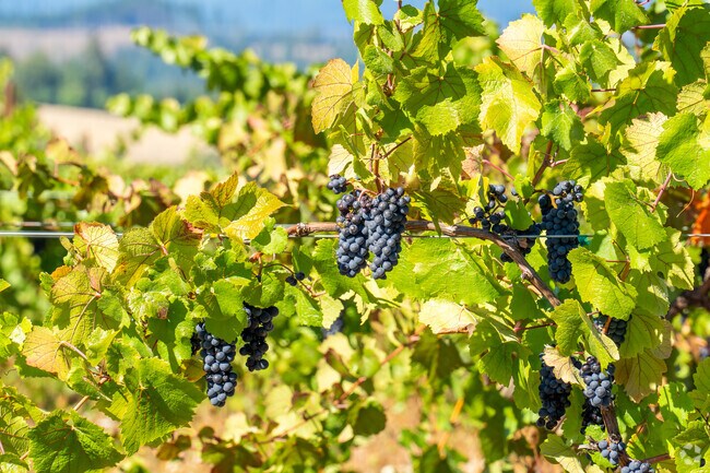 Savor the exquisite wines of Hillcrest Vineyards, surrounded by Eden Orchards' scenic beauty.