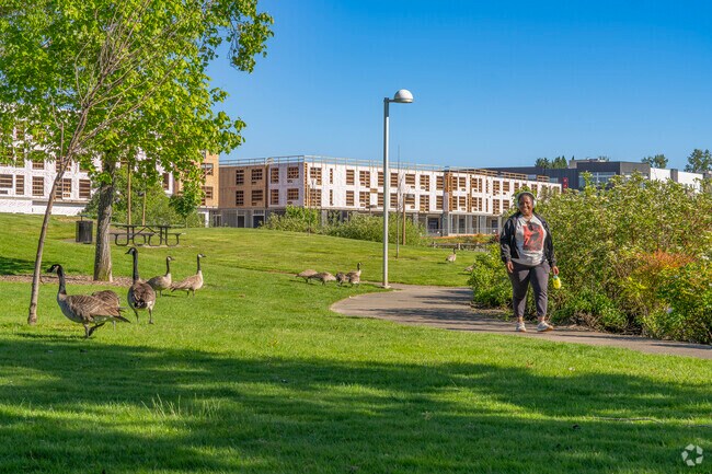 Take a stroll amongst the geese at Amberglen Park.