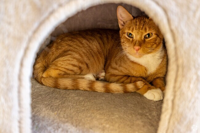 This friendly tabby needs a forever home, and you can find it at the Feeline Good Cat Cafe.