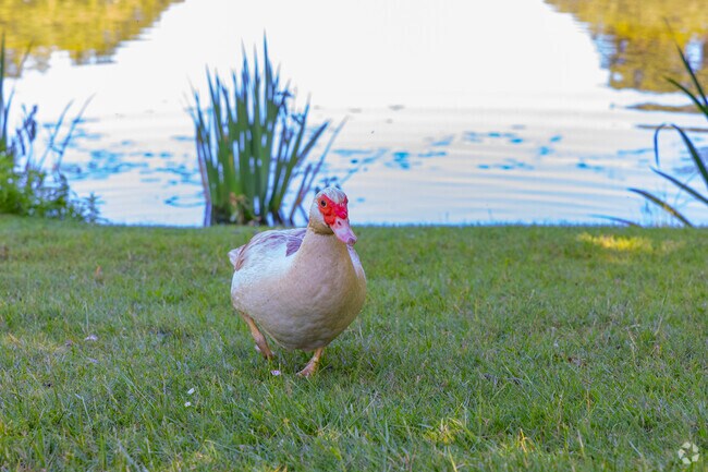 You'll see a lot of wildlife walking around the scenic Highlands neighborhood.