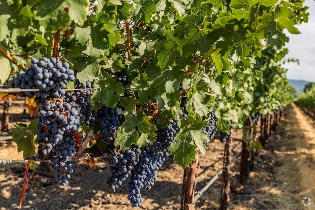 Hidden Valley Lake is full of different local wineries.
