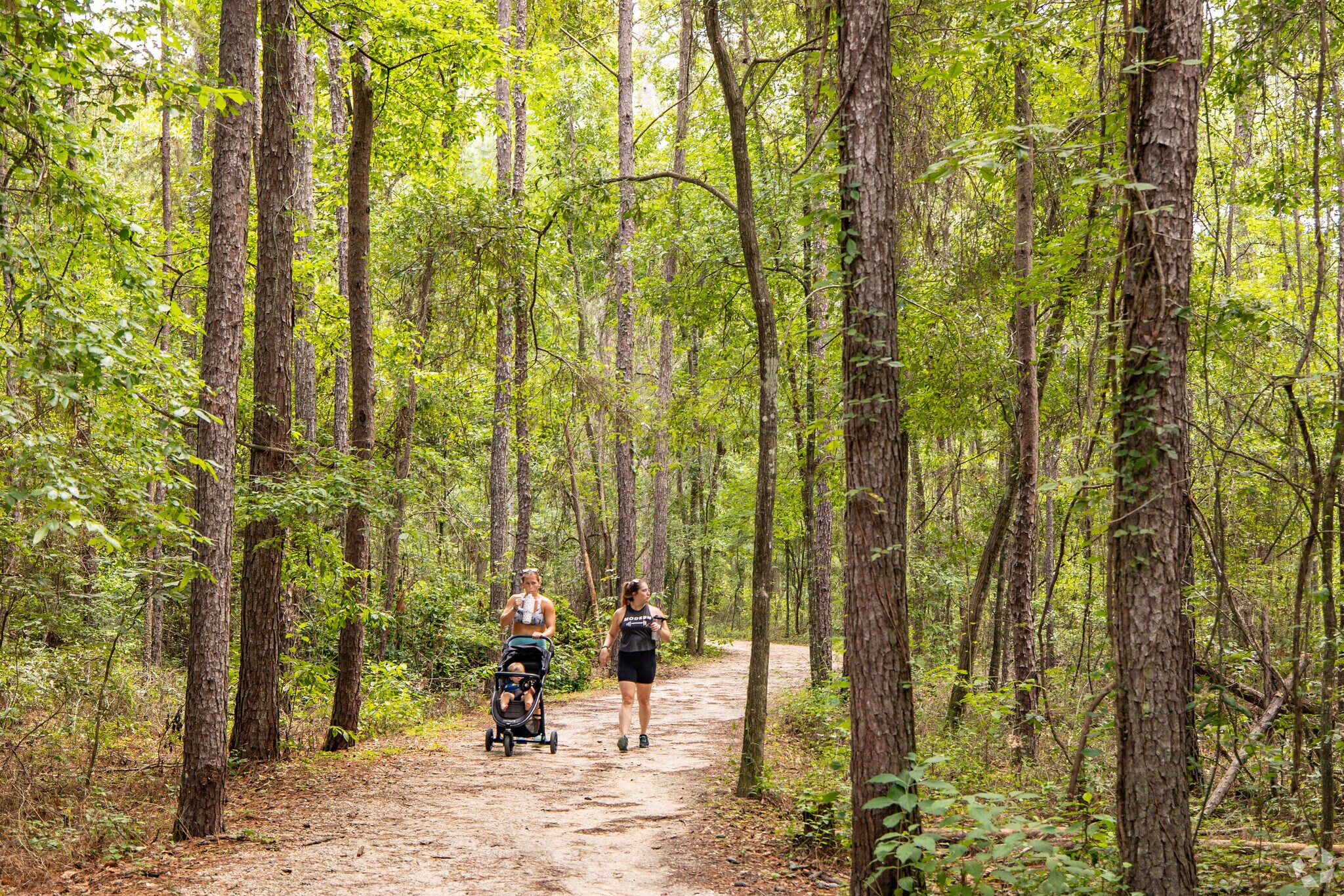 Take a walk under shaded pine trees at Miccosukee Canopy Road Greenway Park.