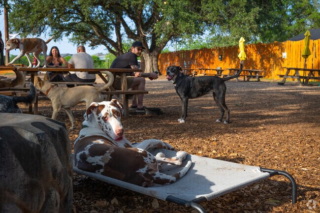 A Great Dane enjoying an exciting day at The Watering Bowl in Manchaca.