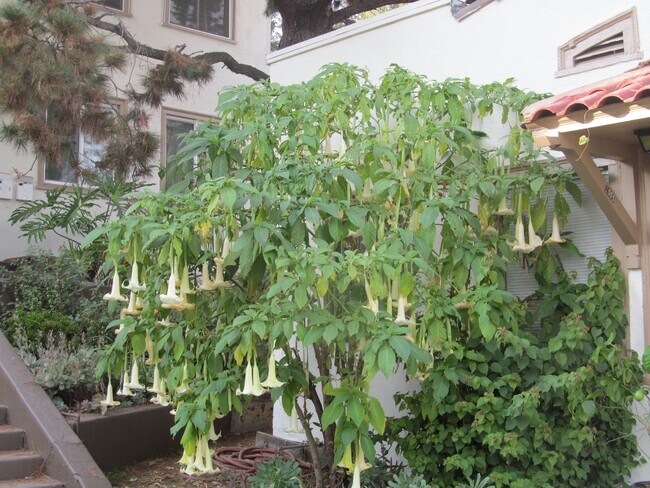 2003 3/4 Argyle Ave unit 3 34, Los Angeles, CA 90068 - photo 2