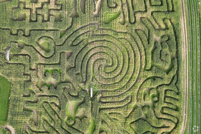 Get lost in the Marini Farm corn maze in Ipswich.