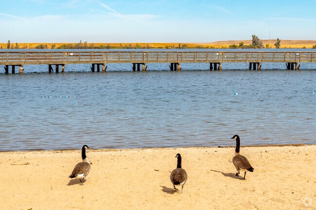 Geese can often be found along the beach of Lake Yosemite in Merced.