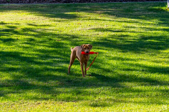 Evergreen Park is a dog friendly park with lots of green grass to play in.