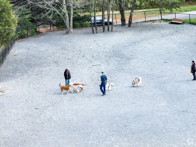 Dogs love the dog park at Baron Cameron Park in North Reston.