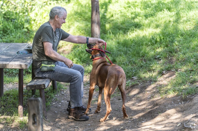 Boyle Park is a favorite spot for locals to enjoy nature and spend time with their pets.