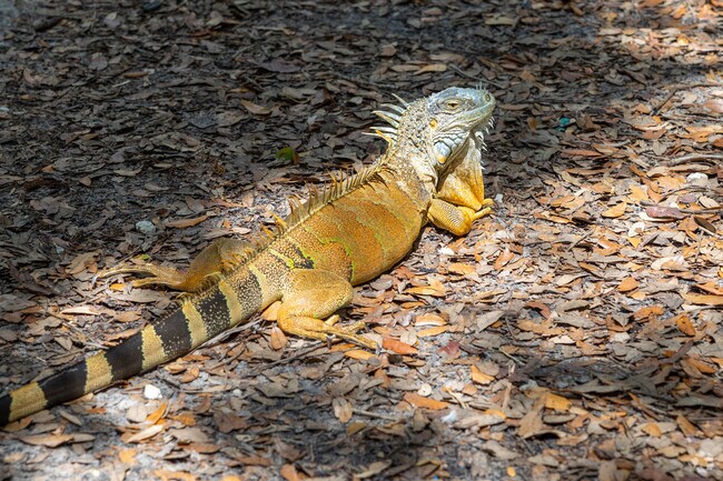 You will see large iguanas in the parks in North Miami Beach that is part of the natural habitat.