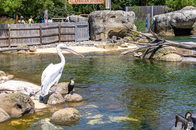 Enjoy a summer day with the family at the Maryland Zoo, just a ten minute drive from Walbrook.