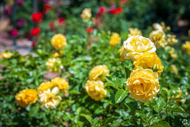Inez is home to the Albuquerque Rose Gardens.