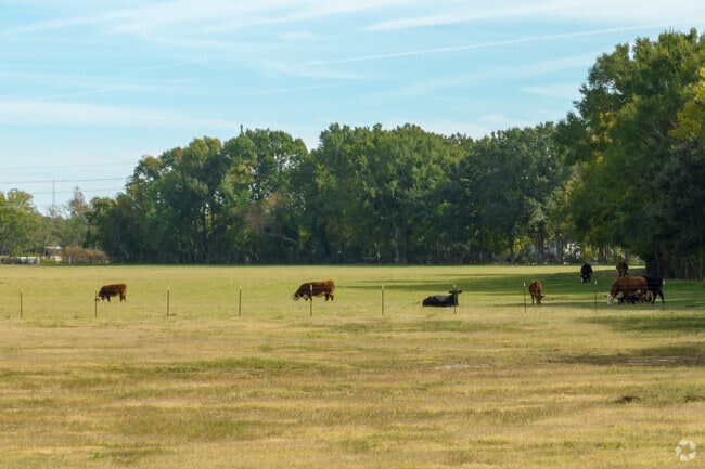 Central Lafayette Parish is a rural area with a visible farm animal presence.