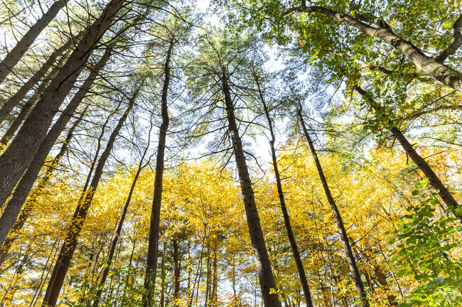 There is a mix of old-growth and young trees on the walking trails at the community college.