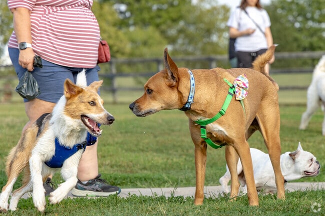 Yappy Hour features live music, desserts, cold beer and activities for furry best friends.