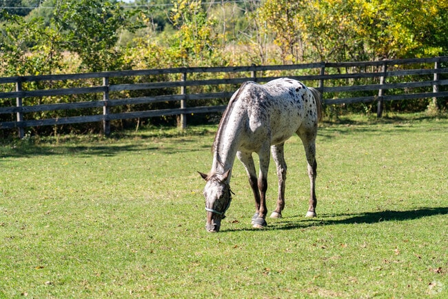A Wayne Equestrian Center resident grazes in the sun near St. Charles' Cranston Meadows Park.