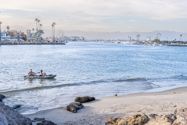 While kayaking the Channel Islands Harbor you might see sea lions and other wildlife.