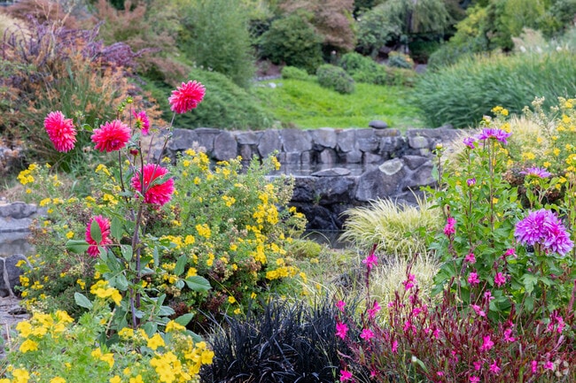 Dahlias bloom next to a water feature on SE Riverside Dr in Riverview.