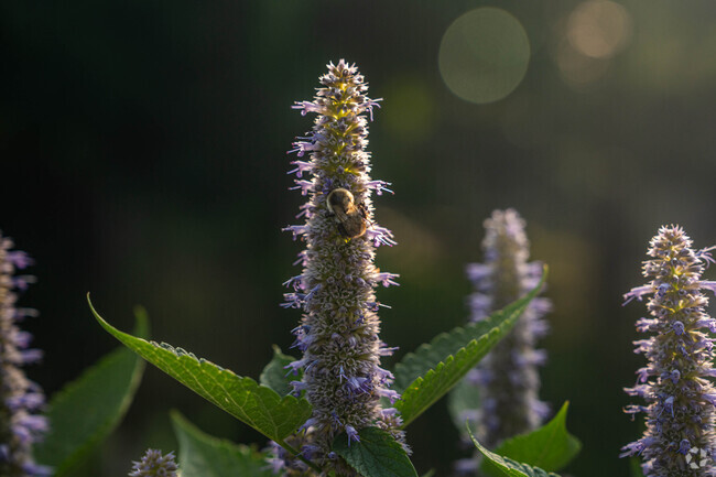 Bees congregate on the plants in Laurelwood Arboretum in Pines Lake.