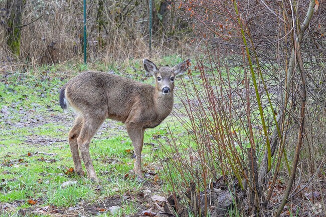Deer at Jackson Bottom Wetlands