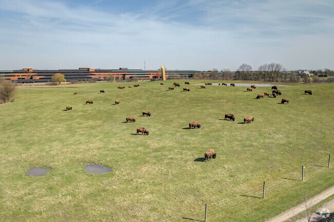 In Dixboro, a bison herd roams the Domino’s Farms Office Park as they did in the 1790's.