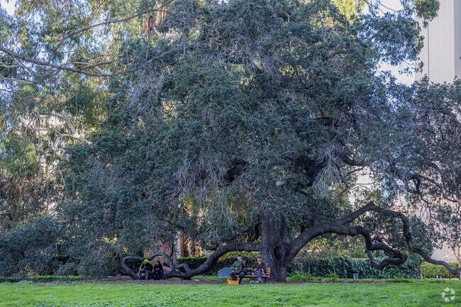 Friends unwind under trees in downtown near Hoover-Foster.