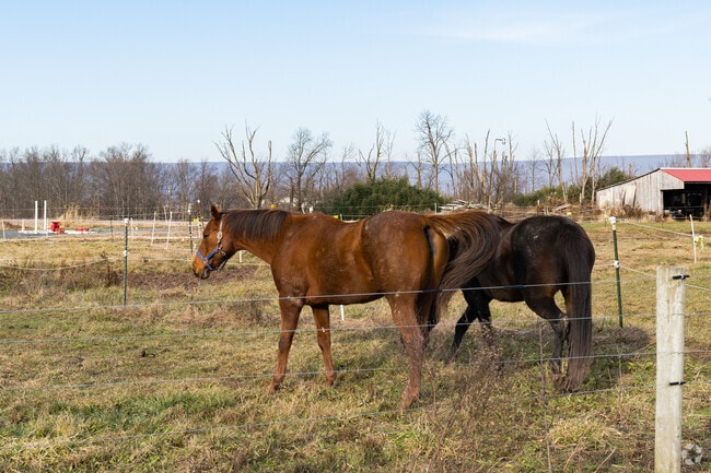 Graceful horses roam the meadows of farms in Upper Tulpehocken.